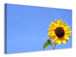 Ljuddämpande tavla - sunflower with blue sky