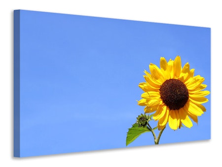 Ljuddämpande tavla - sunflower with blue sky