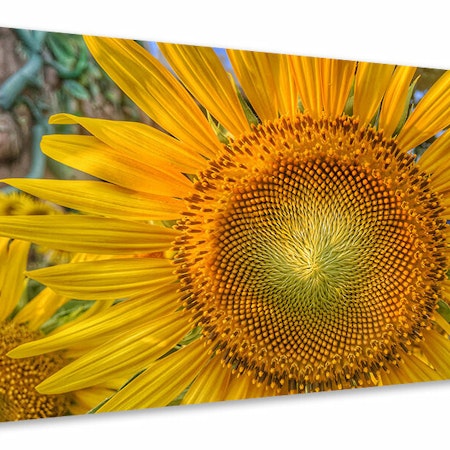Ljuddämpande tavla - inflorescence of a sunflower