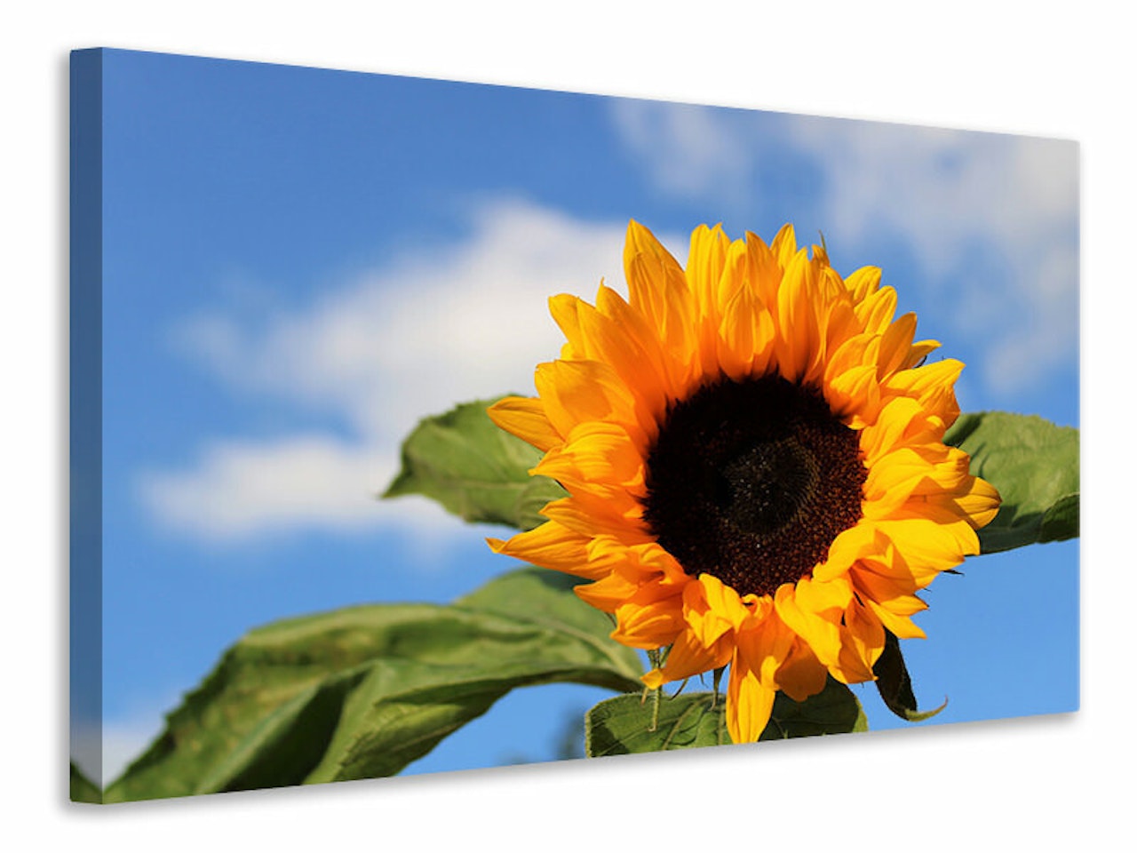 Ljuddämpande tavla - sunflower in bloom