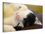 Ljuddämpande tavla - cuddly cat