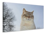 Ljuddämpande tavla - relaxed cat in the nature