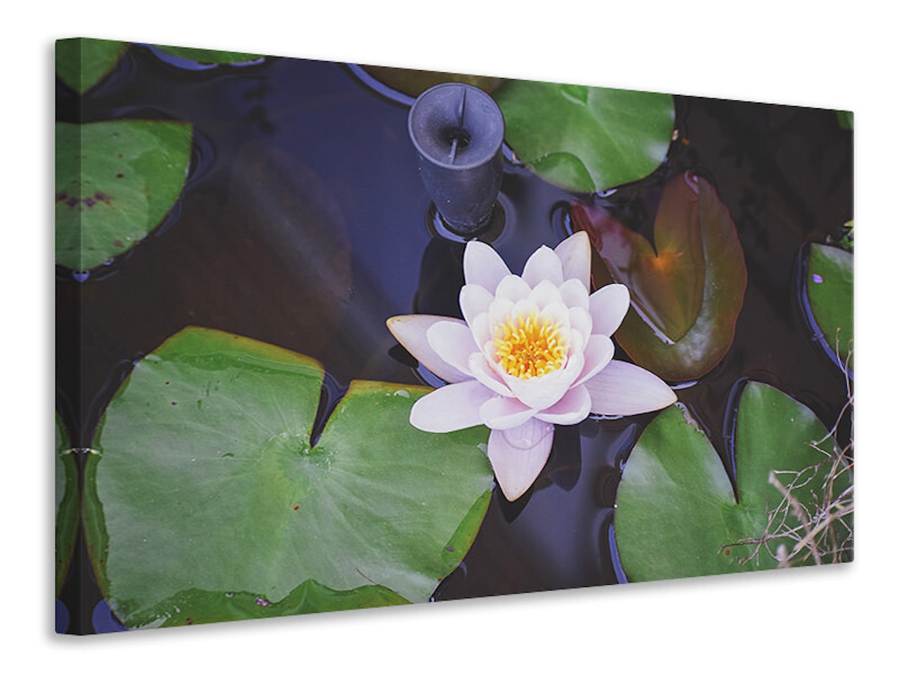 Ljuddämpande tavla - the lily pad in white