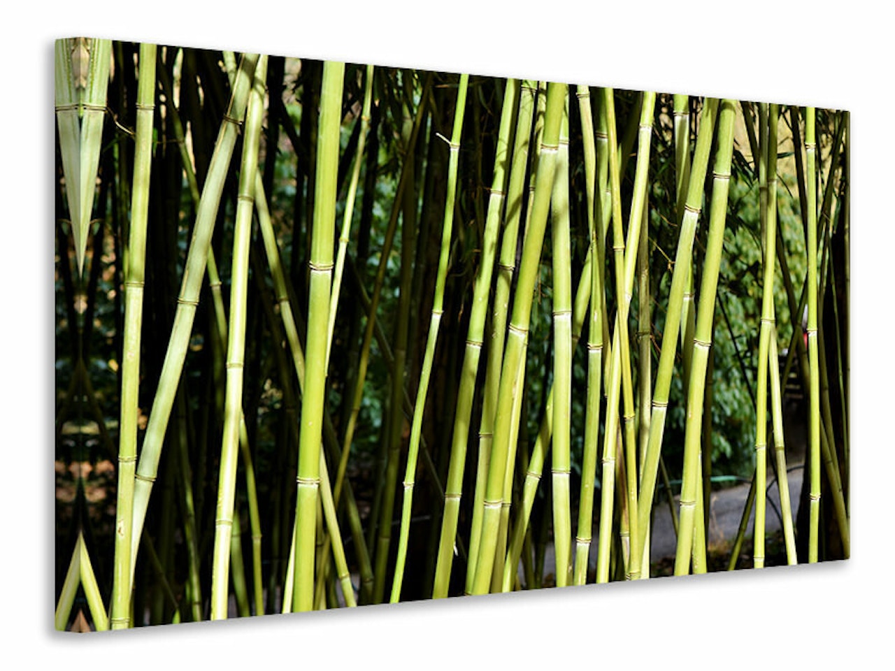 Ljuddämpande tavla - fresh bamboo