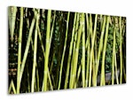 Ljuddämpande tavla - fresh bamboo