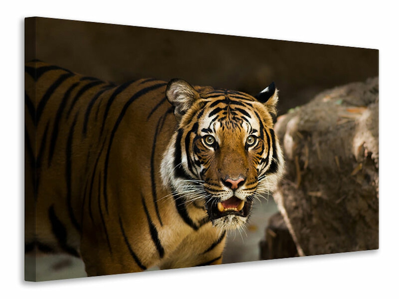 Ljuddämpande tavla - sibirian tiger