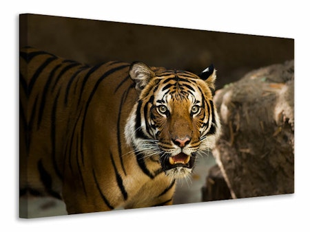 Ljuddämpande tavla - sibirian tiger