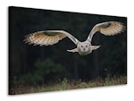 Ljuddämpande tavla - the owl