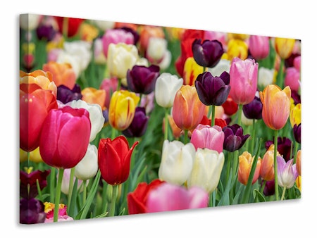 Ljuddämpande tavla - the colors of the tulips