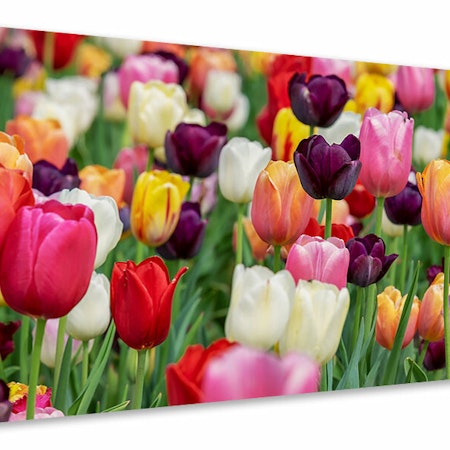 Ljuddämpande tavla - the colors of the tulips