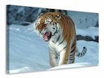 Ljuddämpande tavla - tiger in the snow