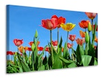 Ljuddämpande tavla - wild tulips