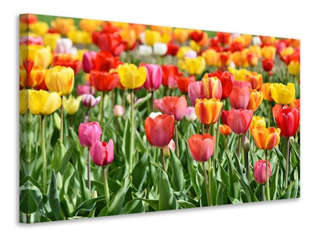 Ljuddämpande tavla - a colorful tulip field