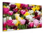 Ljuddämpande tavla - colorful tulip field