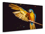 Ljuddämpande tavla - the macaw