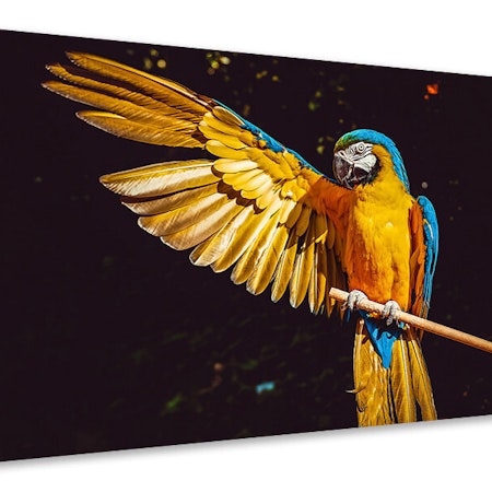 Ljuddämpande tavla - the macaw