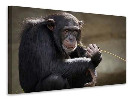 Ljuddämpande tavla - sweet chimpanzee