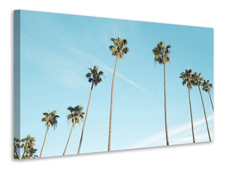 Ljuddämpande tavla - a sky full of palm trees