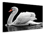 Ljuddämpande tavla - the graceful swan