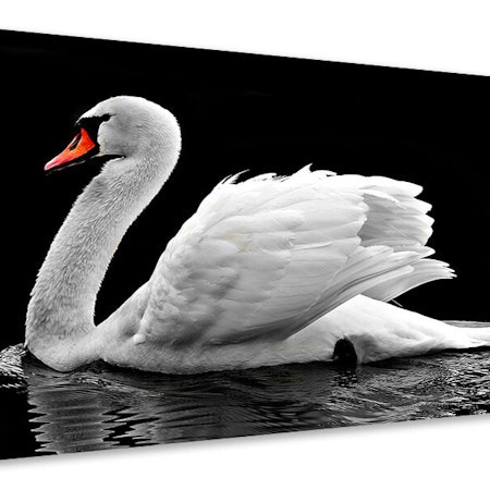 Ljuddämpande tavla - the graceful swan