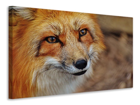 Ljuddämpande tavla - the fox