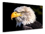 Ljuddämpande tavla - the eagle head