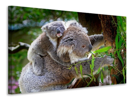 Ljuddämpande tavla - mom and baby koala