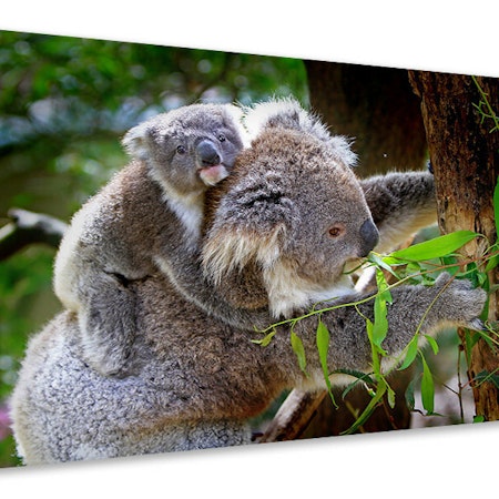 Ljuddämpande tavla - mom and baby koala