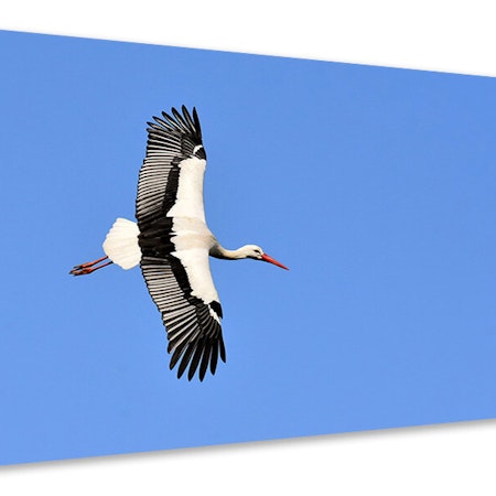 Ljuddämpande tavla - the stork in action