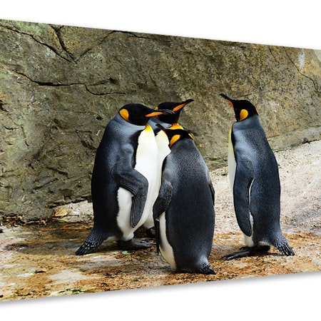 Ljuddämpande tavla - king penguins