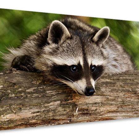 Ljuddämpande tavla - the cute raccoon