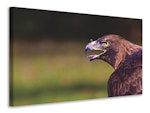 Ljuddämpande tavla - watchful eagle