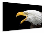 Ljuddämpande tavla - the bald eagle