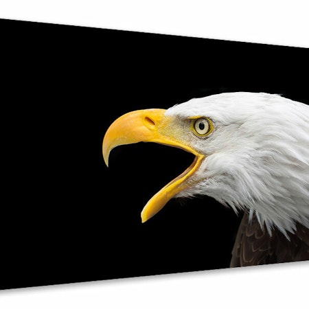 Ljuddämpande tavla - the bald eagle