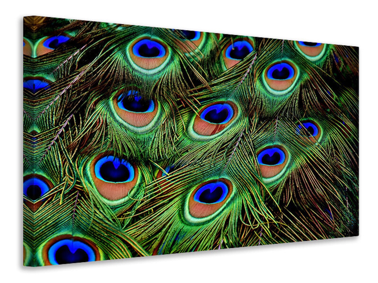 Ljuddämpande tavla - peacock feathers xxl