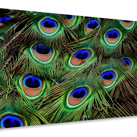 Ljuddämpande tavla - peacock feathers xxl