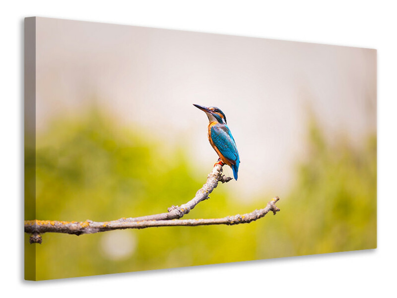 Ljuddämpande tavla - the kingfisher