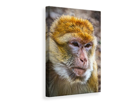 Ljuddämpande tavla - the barbary macaque