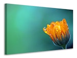 Ljuddämpande tavla - marigold in morning dew