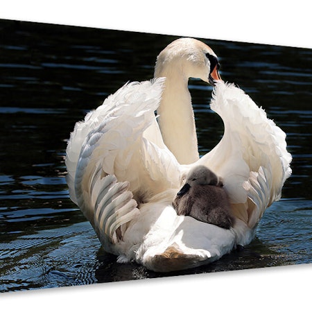 Ljuddämpande tavla - mom and baby swan