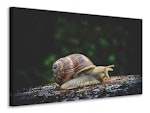 Ljuddämpande tavla - snail xxl