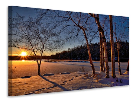 Ljuddämpande tavla - birches in the sunset