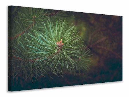 Ljuddämpande tavla - pine tree close up