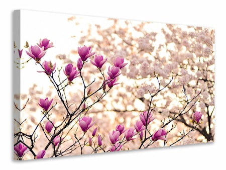 Ljuddämpande tavla - beautiful magnolia xl