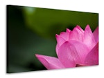 Ljuddämpande tavla - marko lotus in pink