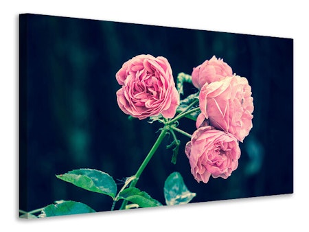 Ljuddämpande tavla - beautiful pink roses