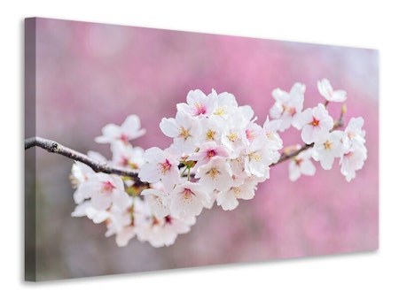 Ljuddämpande tavla - cherry blossoms xxl