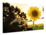 Ljuddämpande tavla - sunflower in the sunrise
