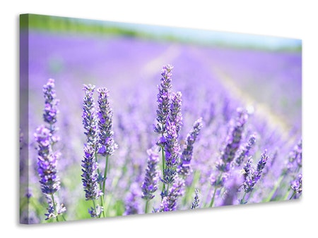 Ljuddämpande tavla - the lavender blossom