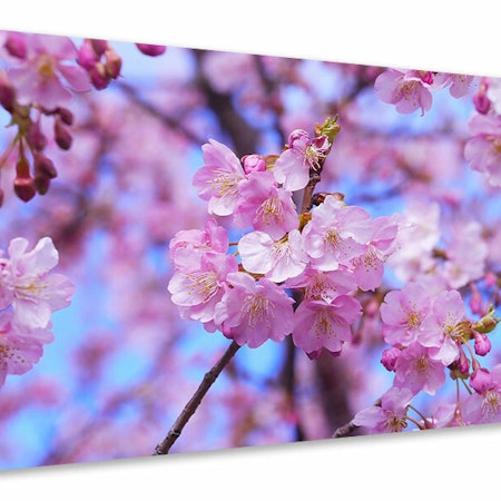 Ljuddämpande tavla - gorgeous cherry blossom